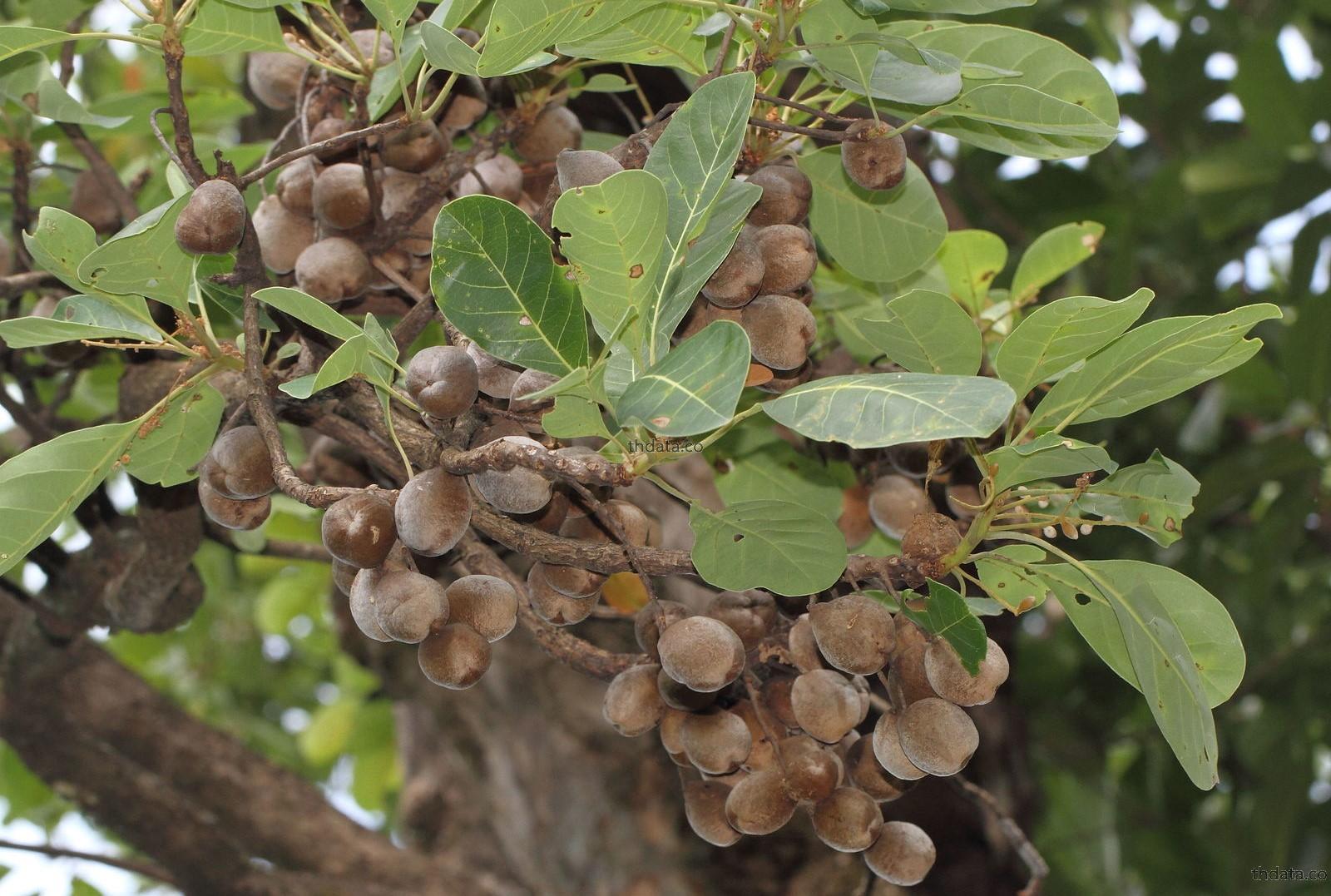 terminalia bellerica